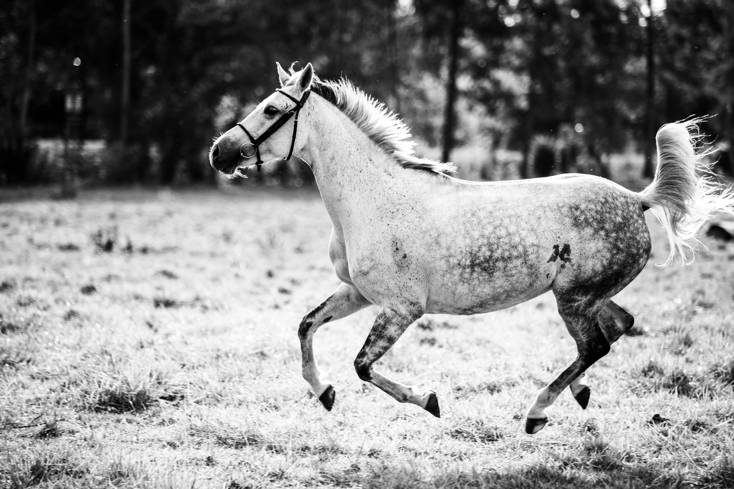 cheval-passion-sellerie-Amiens